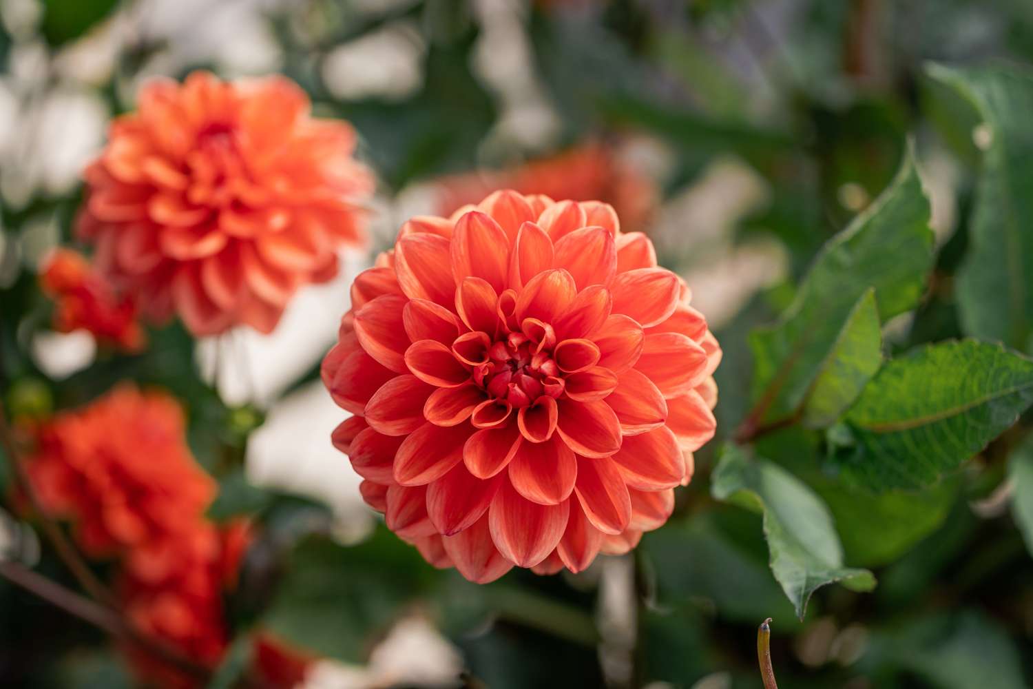 Dahlie 'Orange Nugget'
